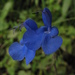 Salvia sagittata - Photo (c) Mateo Hernandez Schmidt, some rights reserved (CC BY-NC-SA), uploaded by Mateo Hernandez Schmidt
