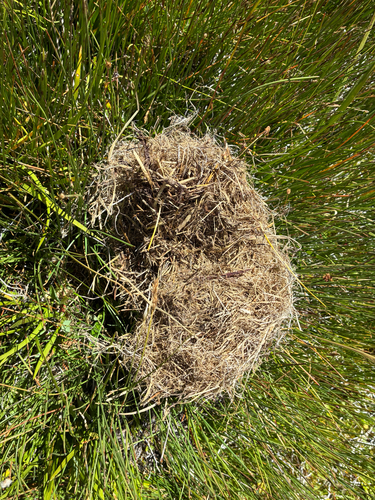 iNaturalist observation photo of Montane Vole