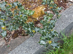 Ilex aquifolium