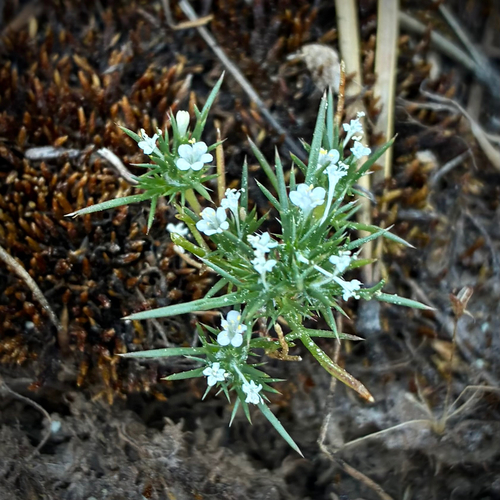 iNaturalist observation photo of needleleaf navarretia