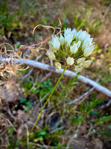 iNaturalist observation photo of white brodiaea