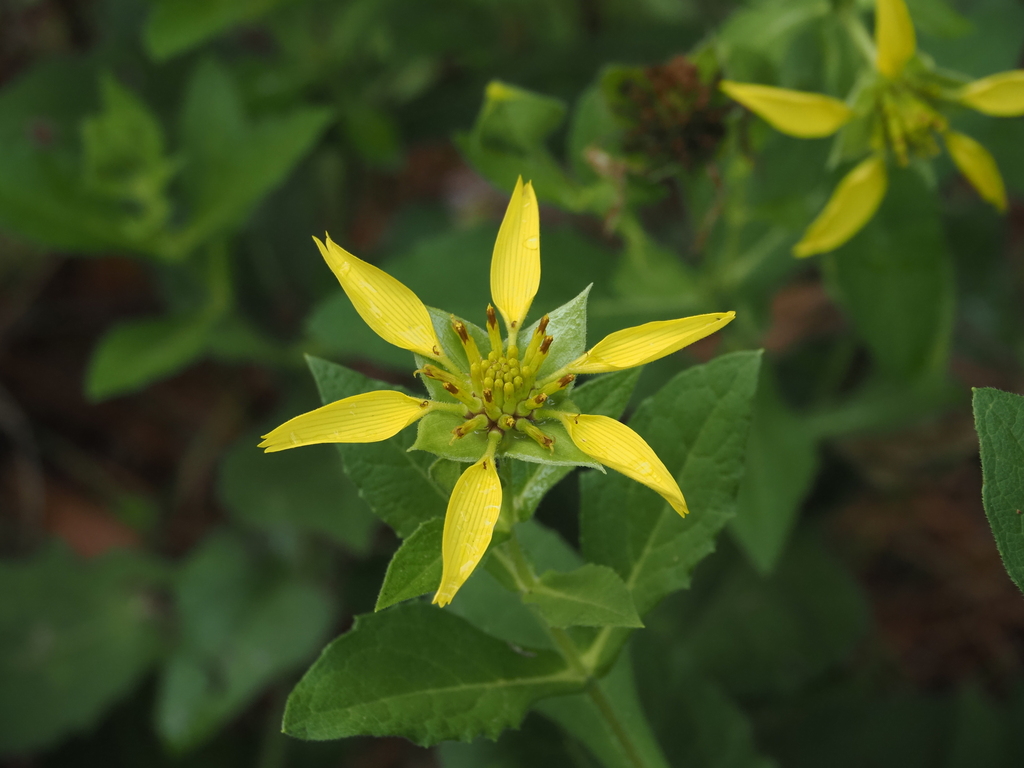 Tetragonotheca helianthoides; photograph (c) carter, some rights reserved (CC BY)