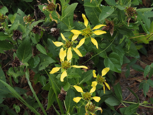 Tetragonotheca helianthoides, photograph 6