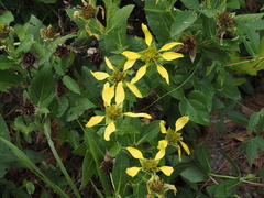Tetragonotheca helianthoides, photograph (c) carter, some rights reserved (CC BY)
