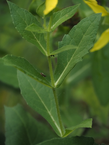 Tetragonotheca helianthoides, photograph 5