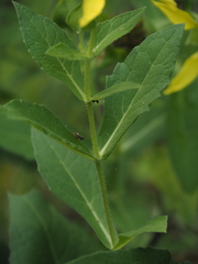 (c) carter, some rights reserved (CC BY) Tetragonotheca helianthoides, photograph (c) carter, some rights reserved (CC BY)