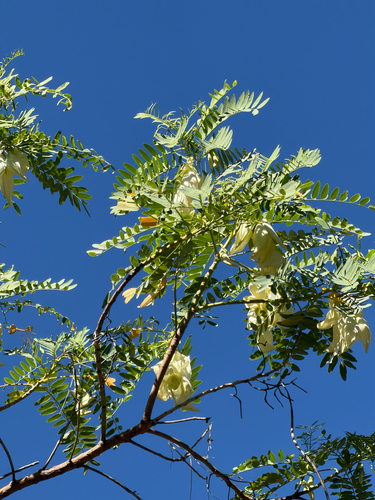 Sesbania grandiflora observed 2026-07-11