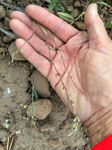 iNaturalist observation photo of scatter knotweed