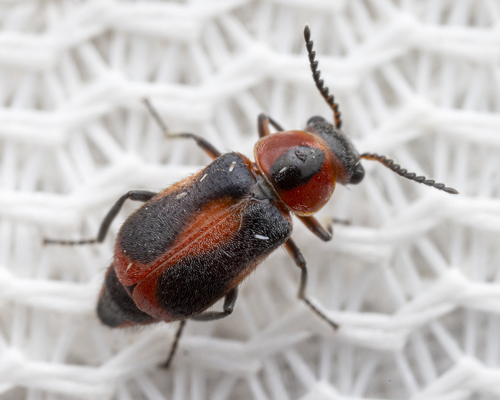 Red-sutured Attalus
