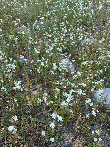 iNaturalist observation photo of yampahs