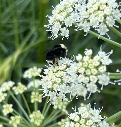 iNaturalist observation photo of Yellow-faced Bumble Bee