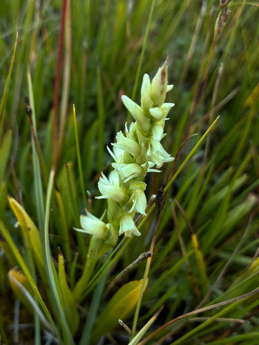 iNaturalist observation photo of Starry Ladies'-Tresses