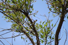 Xenopsaris albinucha