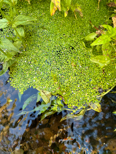 iNaturalist observation photo of Duckweeds