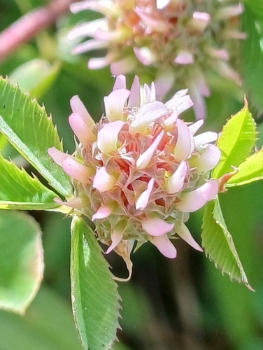 Trifolium glomeratum observed 2025-11-22