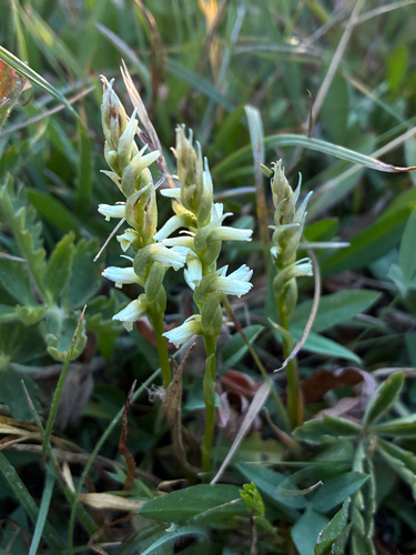 iNaturalist observation photo of Starry Ladies'-Tresses
