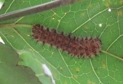 Holocerina smilax