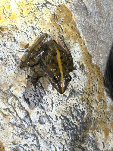 Common River Frog