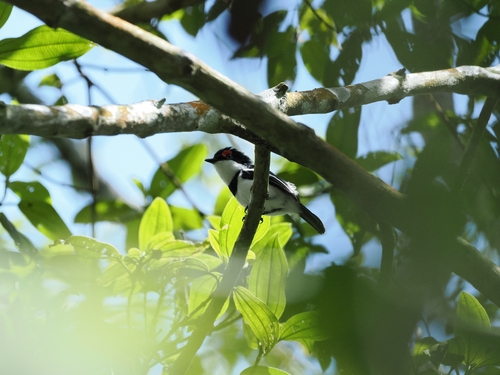 iNaturalist image