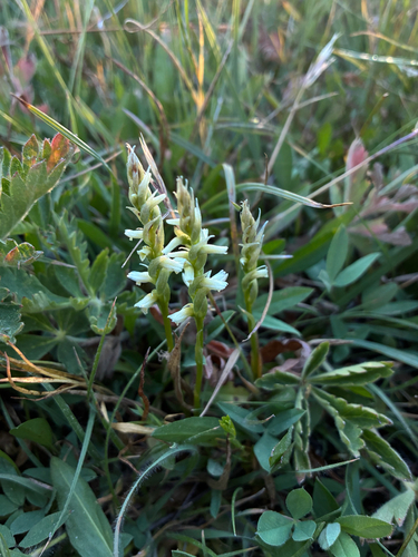 iNaturalist observation photo of Starry Ladies'-Tresses