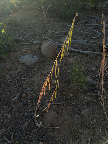 iNaturalist observation photo of Reflexed Rockcress