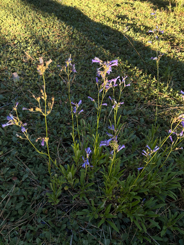 iNaturalist observation photo of Slender Beardtongue