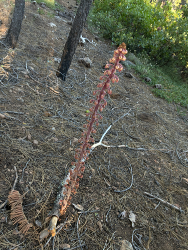 iNaturalist observation photo of woodland pinedrops