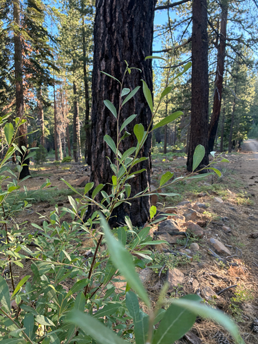 iNaturalist observation photo of Scouler's willow