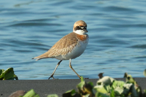 iNaturalist image