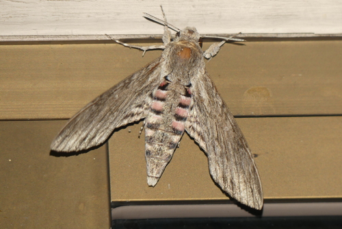 Convolvulus Hawkmoth