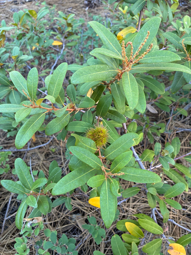 iNaturalist observation photo of bush chinquapin