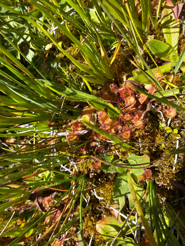 iNaturalist observation photo of round-leaved sundew