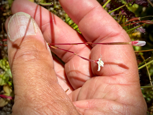 iNaturalist observation photo of Hall's willowherb