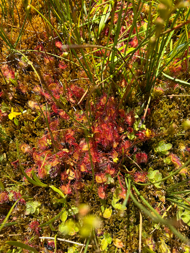 iNaturalist observation photo of round-leaved sundew