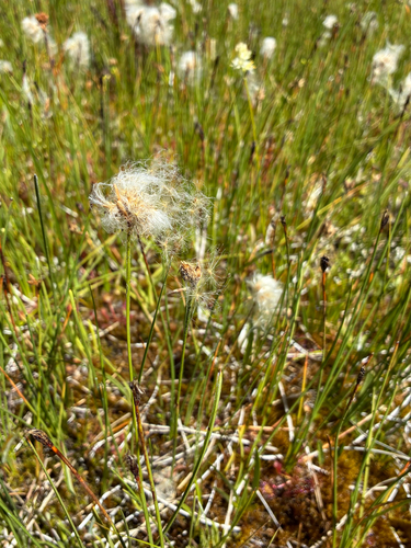 iNaturalist observation photo of slender cottongrass