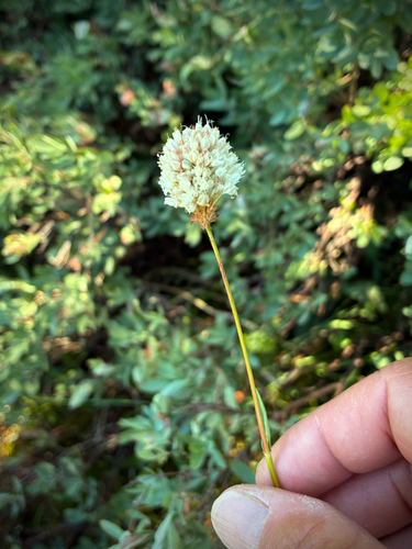 iNaturalist observation photo of American bistort