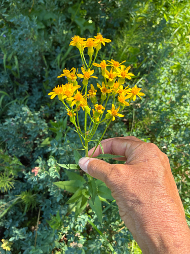 iNaturalist observation photo of Arrowleaf Senecio