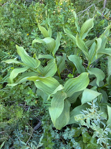 iNaturalist observation photo of Corn Lily