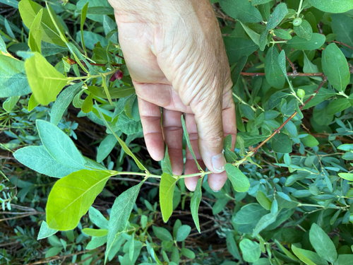 iNaturalist observation photo of Sweetberry Honeysuckle
