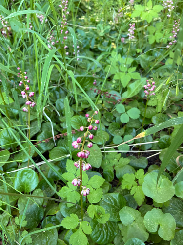 iNaturalist observation photo of liverleaf wintergreen