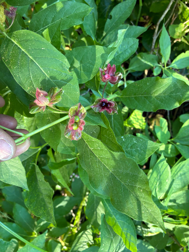 iNaturalist observation photo of twinberry honeysuckle