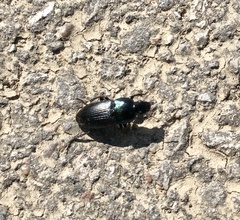 Harpalus dimidiatus
