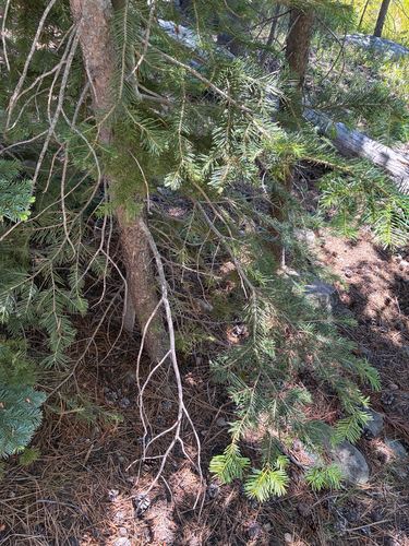 iNaturalist observation photo of white fir