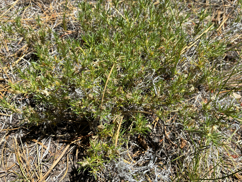 iNaturalist observation photo of spreading phlox