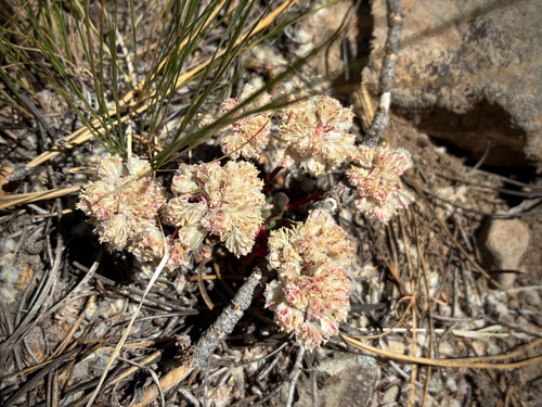 iNaturalist observation photo of One-seeded Pussypaws