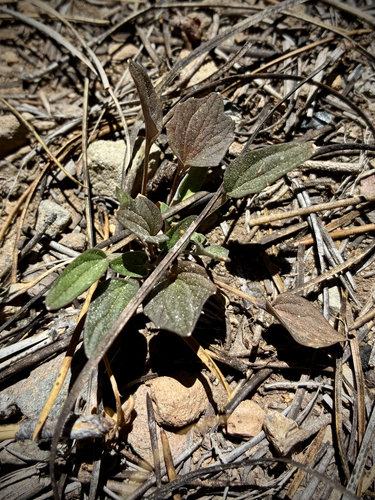 iNaturalist observation photo of Goosefoot violet