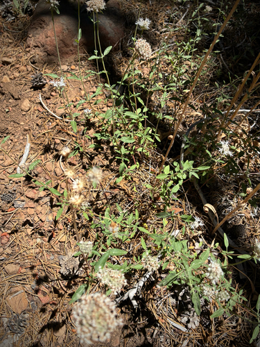 iNaturalist observation photo of Monardella ovata