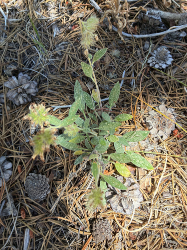 iNaturalist observation photo of Scorpionweeds