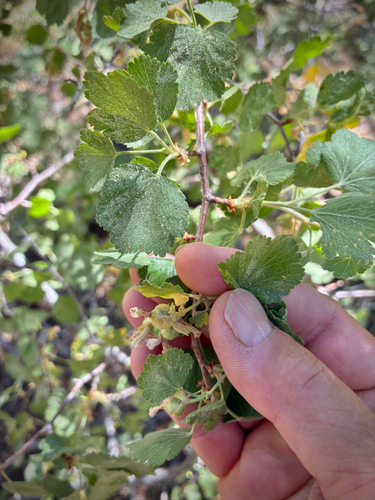 iNaturalist observation photo of wax currant