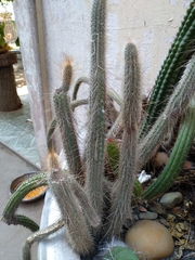 Cleistocactus